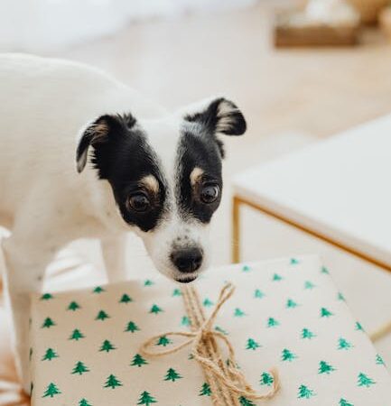 Что подарить пете