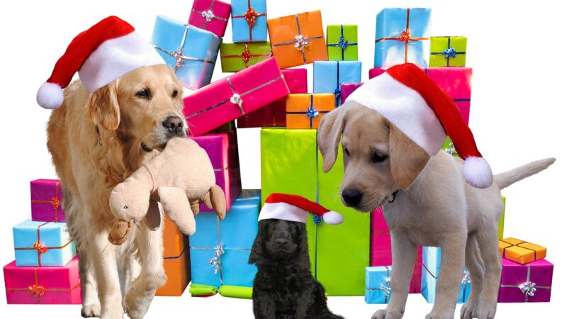 Что подарить девочке на 13 лет